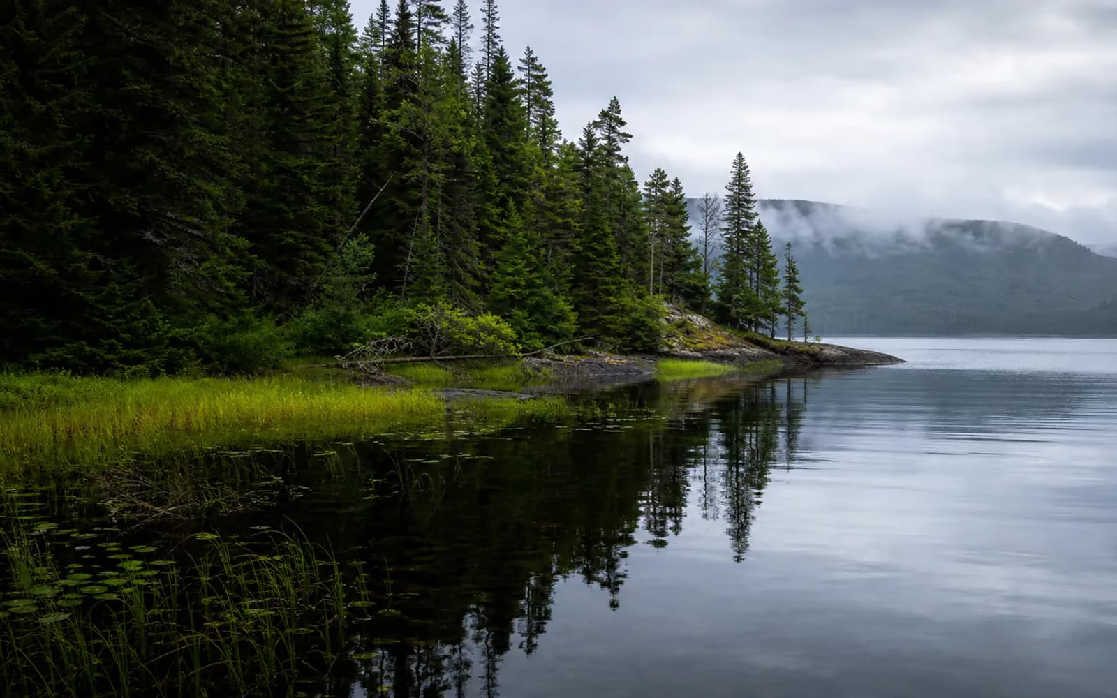 A forested lakeshore showing connected land and water habitats.